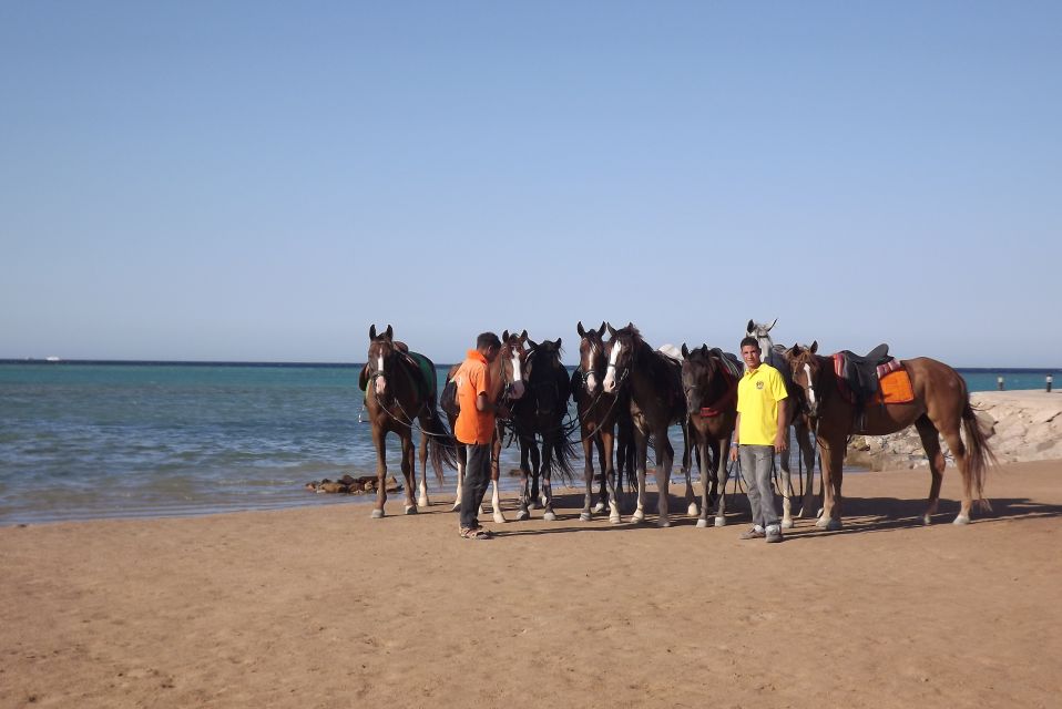 Hurghada: Sea & Desert Horse Tour, Stargazing, Dinner & Show - Key Points