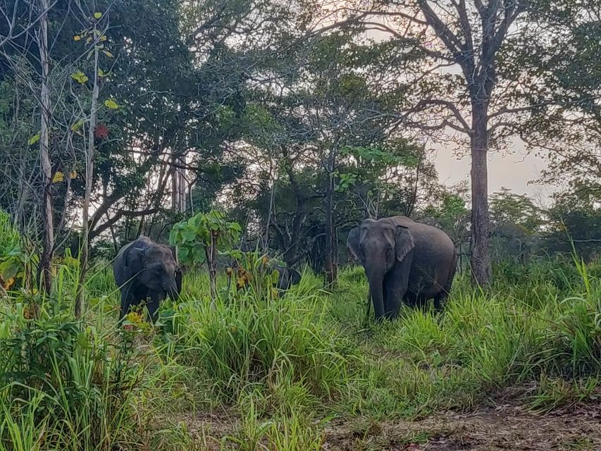 Hurulu Eco Park: 3-Hour Morning or Evening Safari - Key Points