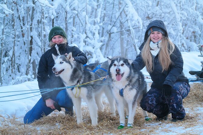 Husky Dog Sledding & Mushing With Pick up and Photo Service in Fairbanks, Alaska - Key Points