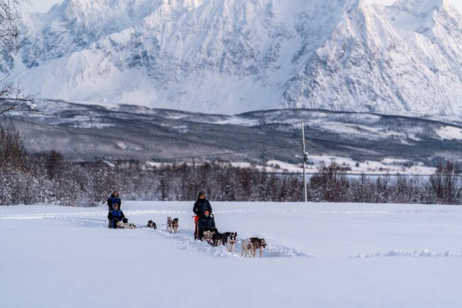 Husky Experience and Dog Sled Driving - Early Bird - Experience the Husky Sledding Adventure