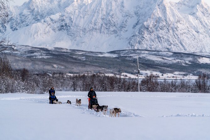Husky Experience and Dog Sled Driving - Morning Tour - Tour Overview
