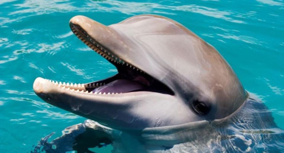 I Want a VIP Swim With Dolphins at Ocean World Puerto Plata - Key Points