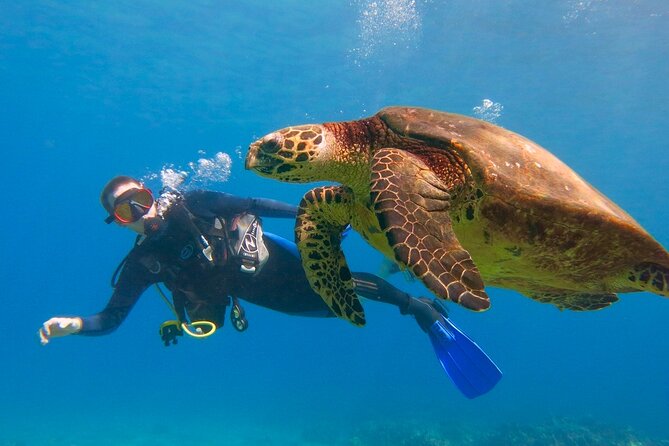 Intro to Scuba Diving in Kaanapali - Just The Basics