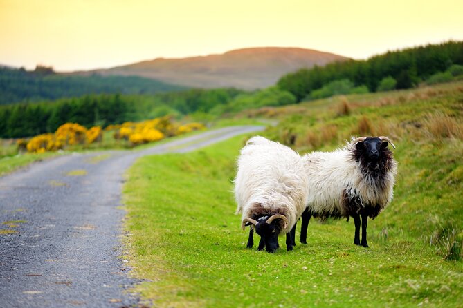 Ireland Private Tour Through Connemara  - Galway - Tour Highlights