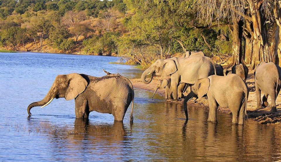 Isimangaliso Boat Cruise & Game Drive Day Tour From Durban - Just The Basics
