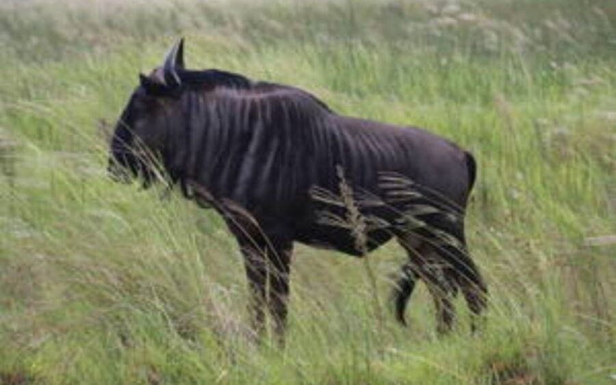 Isimangaliso Family Safari Experience