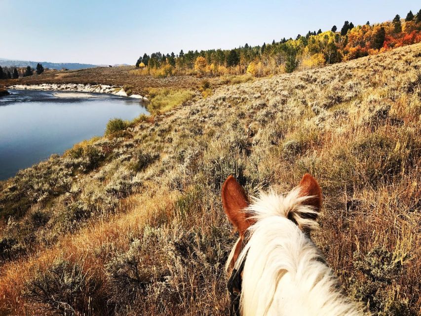 Jackson Hole: Bridger-Teton National Forest Horseback Ride - Key Points