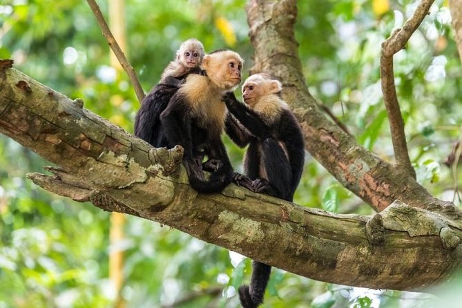 Jaco Monkey Jungle Tour With Costa Rican Lunch - Pickup Details and Logistics