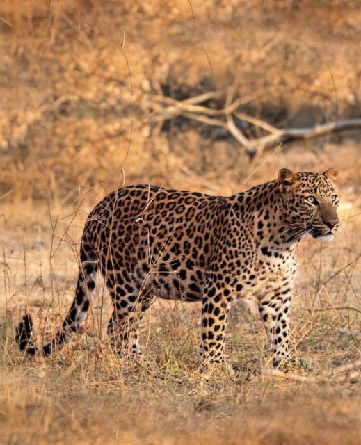 Jaipur: Jhalana Leopard Safari Private Tour - Experience Highlights