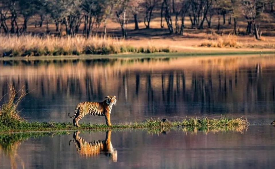 Jaipur: Ranthambore Private Guided Tour With Cab - Key Points