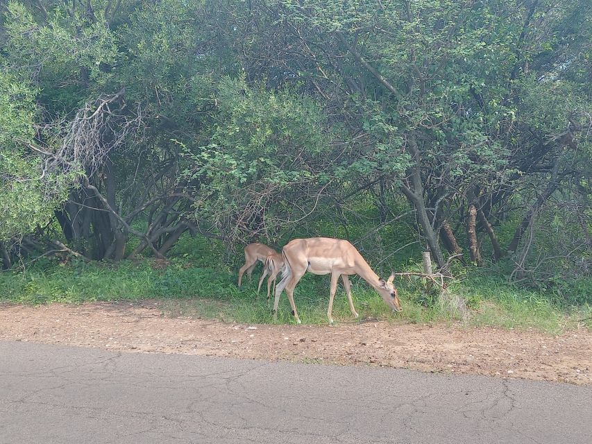 Johannesburg: Kruger National Park 3-Day Private Safari Trip - Just The Basics