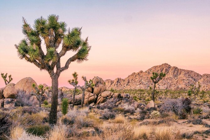 Joshua Tree National Park Driving Tour - Just The Basics