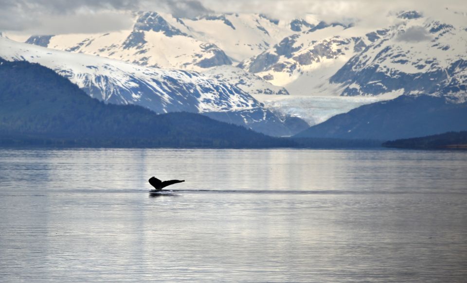 Juneau: Whale Watching and Wildlife Cruise With Local Guide - Key Points