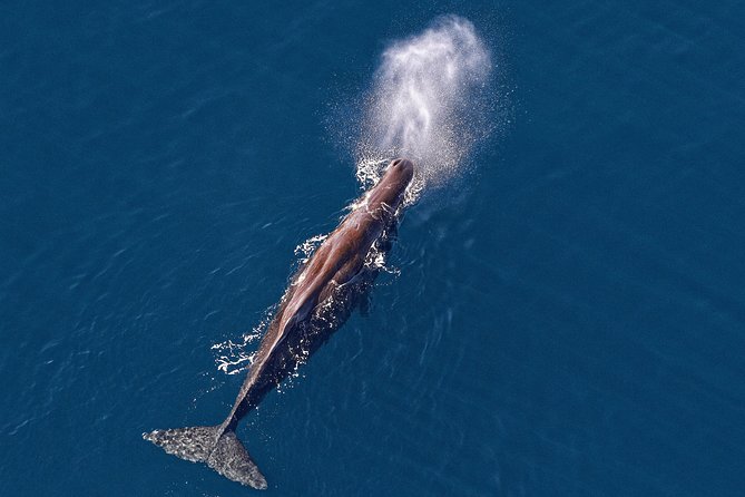 Kaikoura Helicopters Classic Whale Watch - Key Points