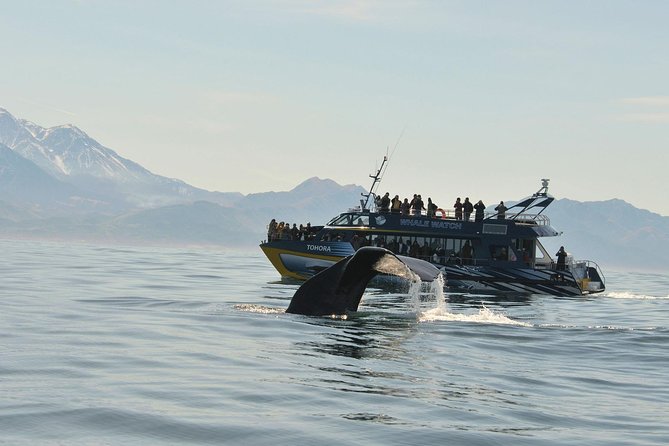 Kaikoura Whale Watch Day Tour From Christchurch Including Coastal Pacific Train - Key Points