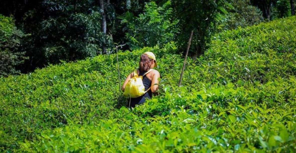 Kandy: 2 Day All-Inclusive Tea Plantation Adventure! - Key Points