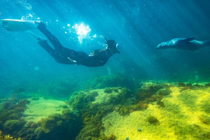 Kangaroo Island Ocean Safari - Snorkeling Safari - Just The Basics