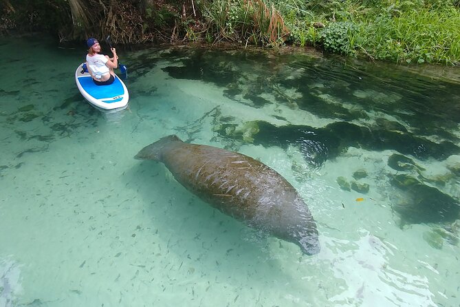 Kayak or Stand up Paddle Board Island and Wildlife Exploration - Just The Basics