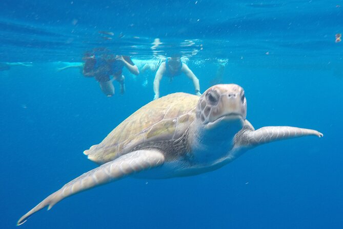 Kayak Route Along the Volcanic Coast in Tenerife South With Snorkeling - Key Points