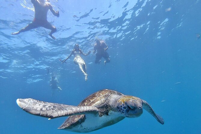 Kayak Safari With Dolphin and Turtle Watching in Guaza - Just The Basics