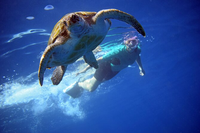 Kayaking With Dolphins and Turtles and Snorkelling in Tenerife - Just The Basics