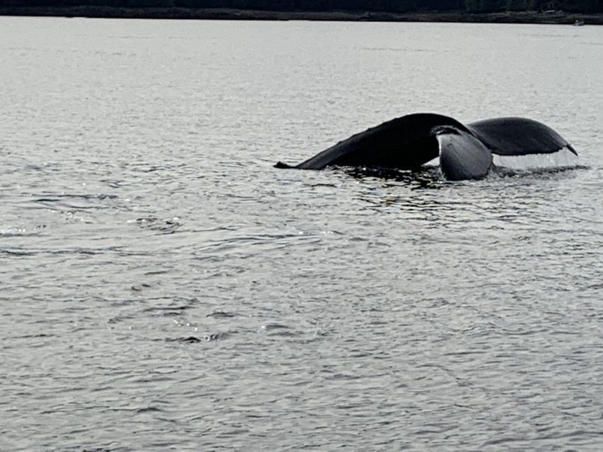 Ketchikan: Marine Wildlife and Whale Watching Boat Tour - Key Points