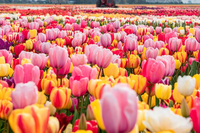 Keukenhof Gardens, Zaanse Schans Cheese Tasting Private Tour (Mar ) - Key Points