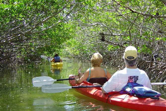 Key West Mangrove Kayak Eco Tour - Good To Know