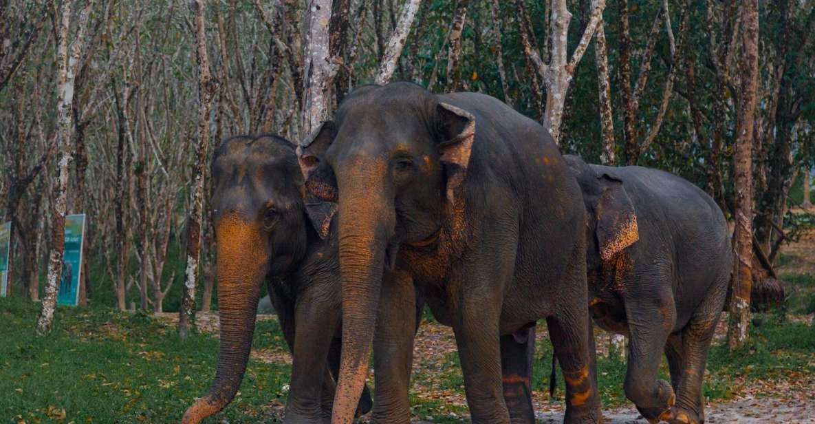 Khao Lak: 2-Hour Elephant Sanctuary Eco-Walk With Guided - Key Points