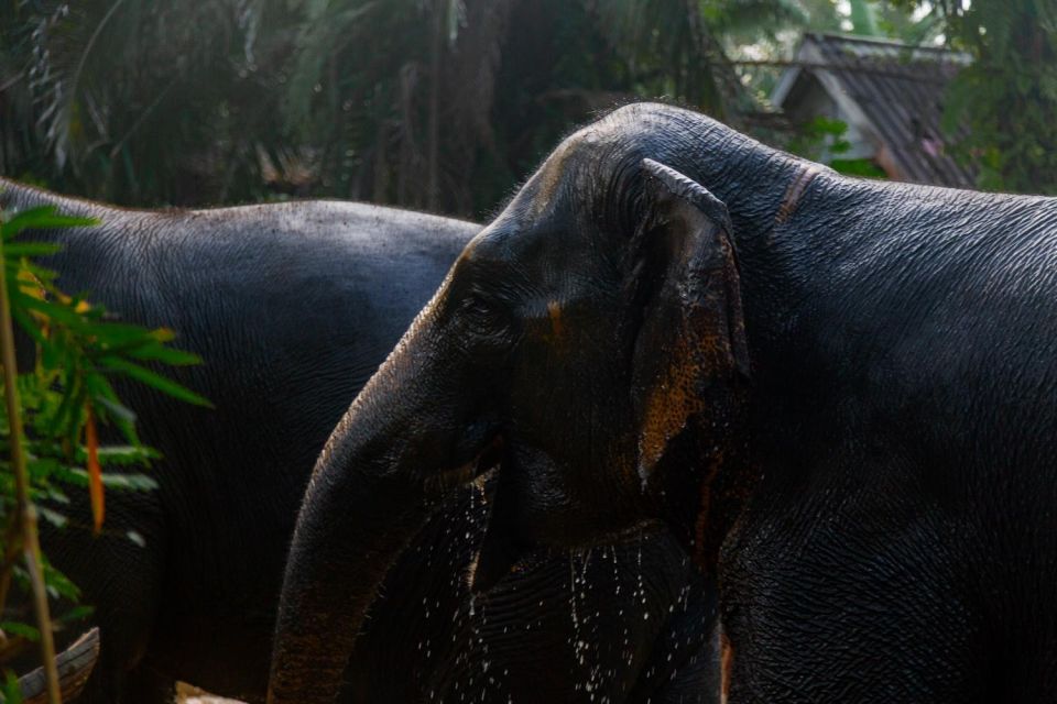 Khao Lak: All-Day Elephant Sanctuary Experience Small Groups - Key Points