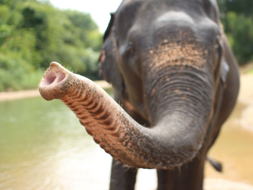 Khao Lak: Bamboo Rafting, Elephants, and Turtle Center Tour - Key Points