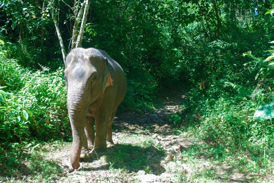 Khao Lak: Ethical Elephant Sanctuary Experience - Key Points