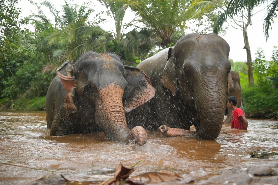 Khao Lak Ethical Elephant Sanctuary Overnight Program - Key Points