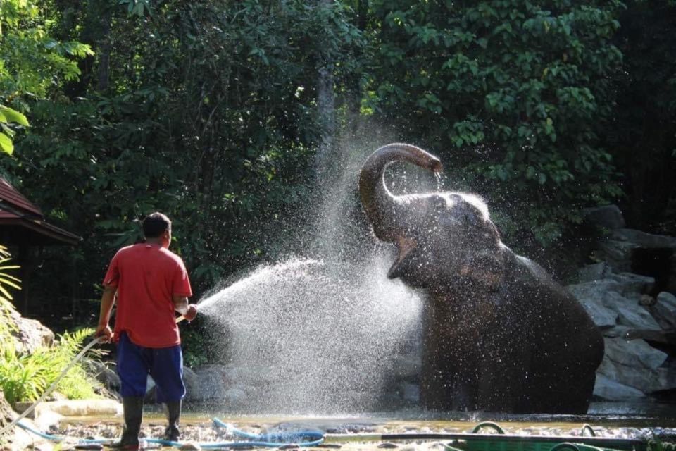 Khao Lak: Unique Dawn Ethical Elephant Sanctuary Experience - Key Points