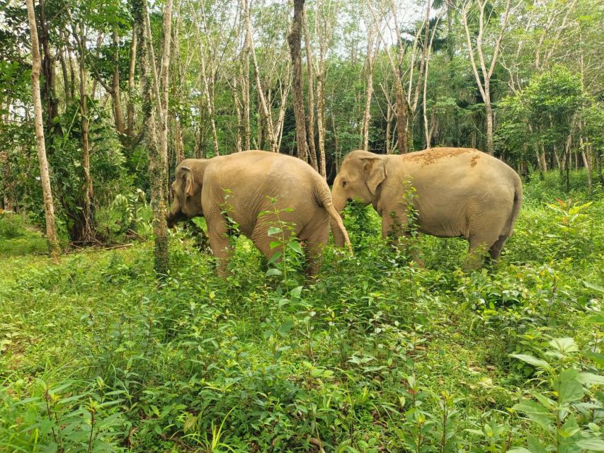 Khaolak Ethical Elephant Sanctuary Overnight Program - Key Points
