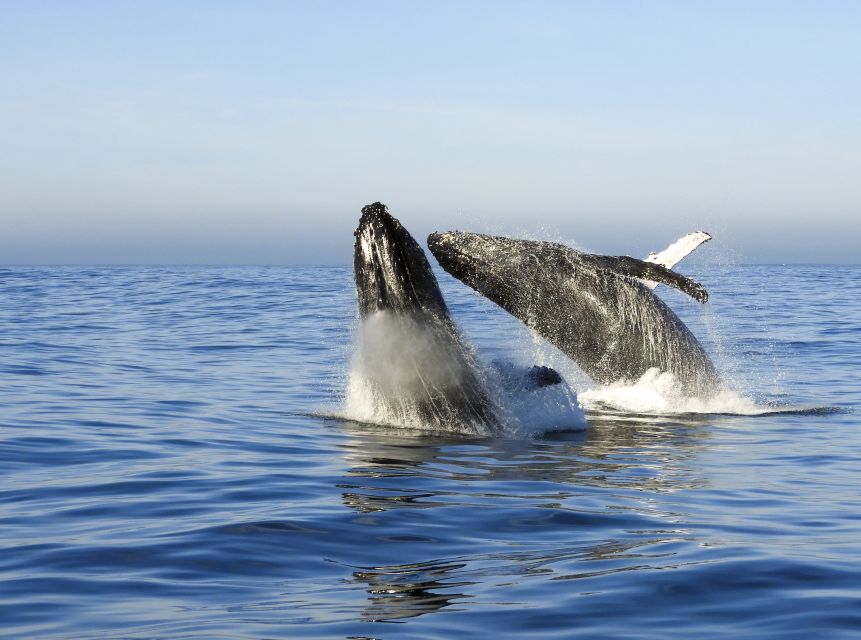 Knysna: Close Encounter Whale Watching Tour by Boat - Key Points