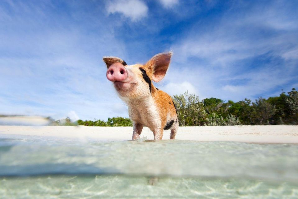 Koh Madsum ( Pig Island ) & Koh Tan by Longtail Boat - Key Points