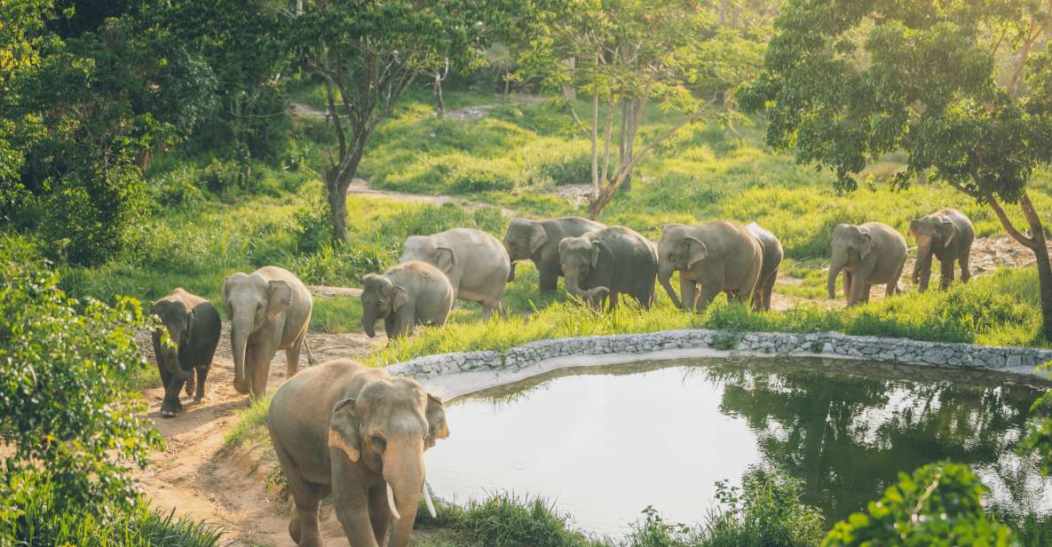 Koh Samui: Elephant Kingdom Sanctuary Half-Day Tour - Key Points