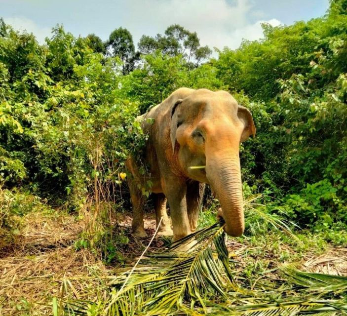koh samui elephant sanctuary and more full day Koh Samui: Elephant Sanctuary and More - Full Day