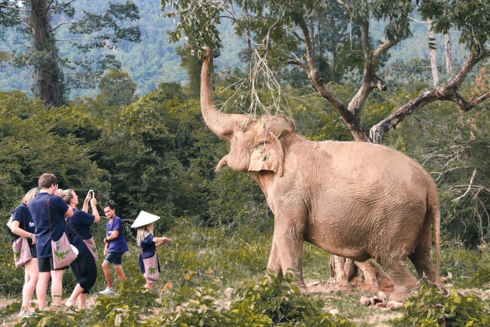 Koh Samui: Ethical Elephant Home Guided Tour With Transfers - Key Points