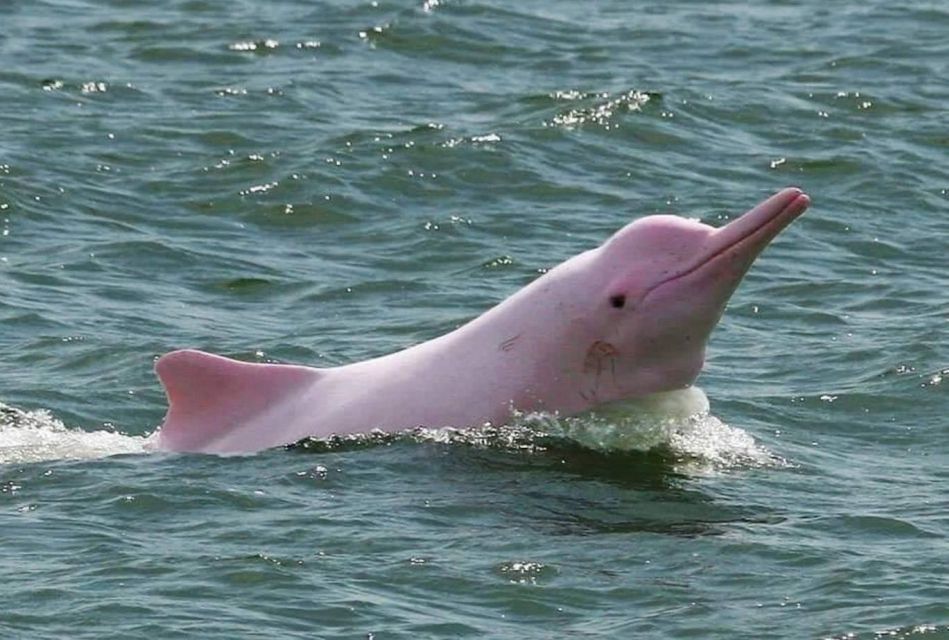Koh Samui: Pink Dolphin Spotting & Pig Island Speedboat Tour - Key Points