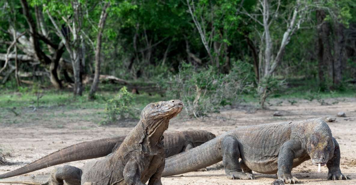 Komodo Island: 3D2N Private Speedboat, Land Tour & Hotel - Key Points