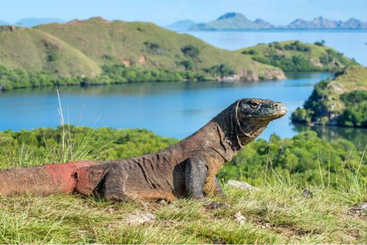 Komodo Island: Komodo Dragons & Islands Day Tour - Key Points