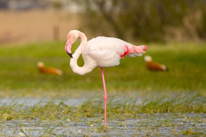 Kos Wildlife Walks: Birdwatching and Animal Photography - Just The Basics