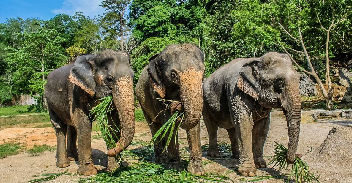 Krabi: Ao Nang Elephant Sanctuary Half-Day Tour - Key Points