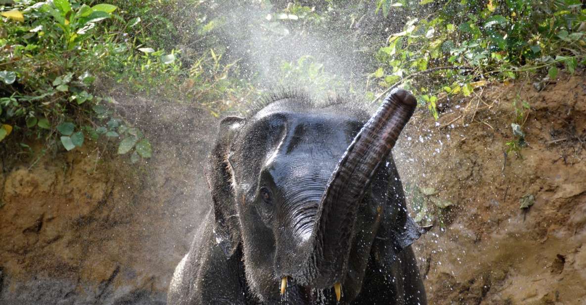 Krabi: Elephant Care House & 7-Level Huay Tho Waterfall Trip - Key Points