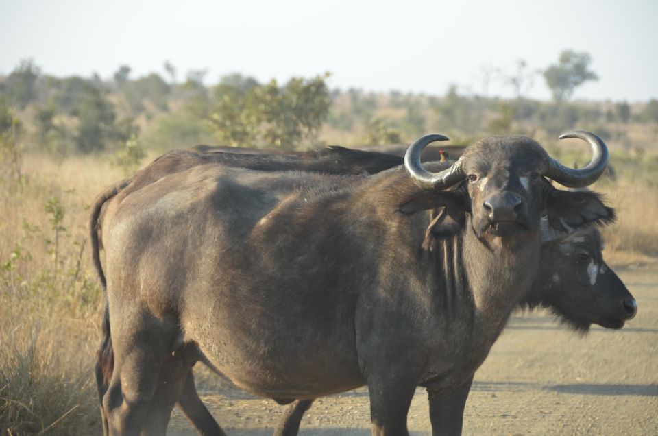 Kruger Morning Game Drive From Marloth Park & Komatipoort - Key Points