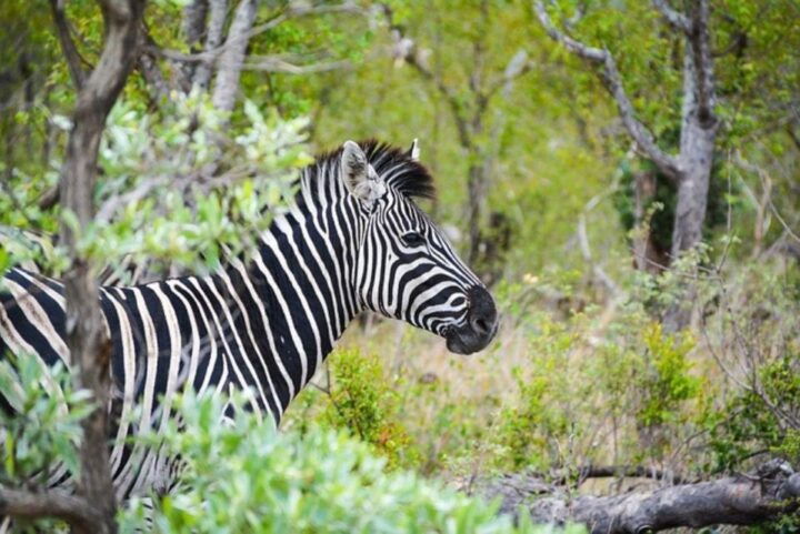 Kruger National Park 2 Days - Just The Basics