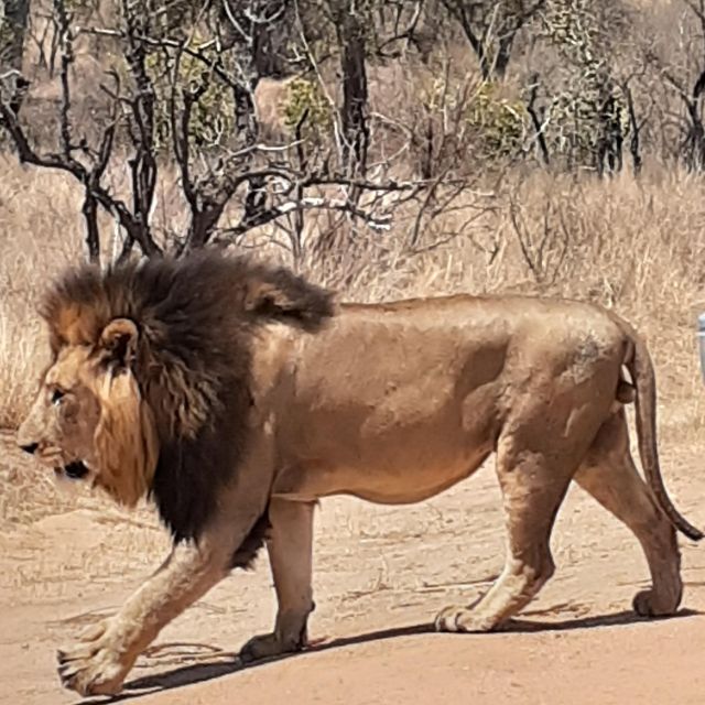 Kruger National Park Afternoon Safari - Key Points