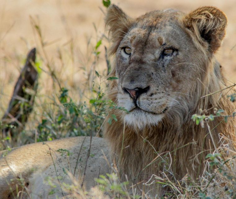 Kruger National Park Full-Day Safari - Just The Basics